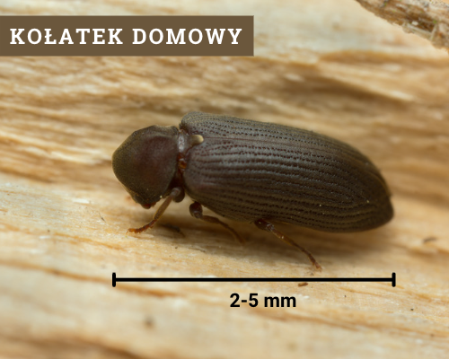 Kołatek domowy to szkodnik drewna. Atakuje suche drewno liściaste. Może zjadać drewno kominkowe. 